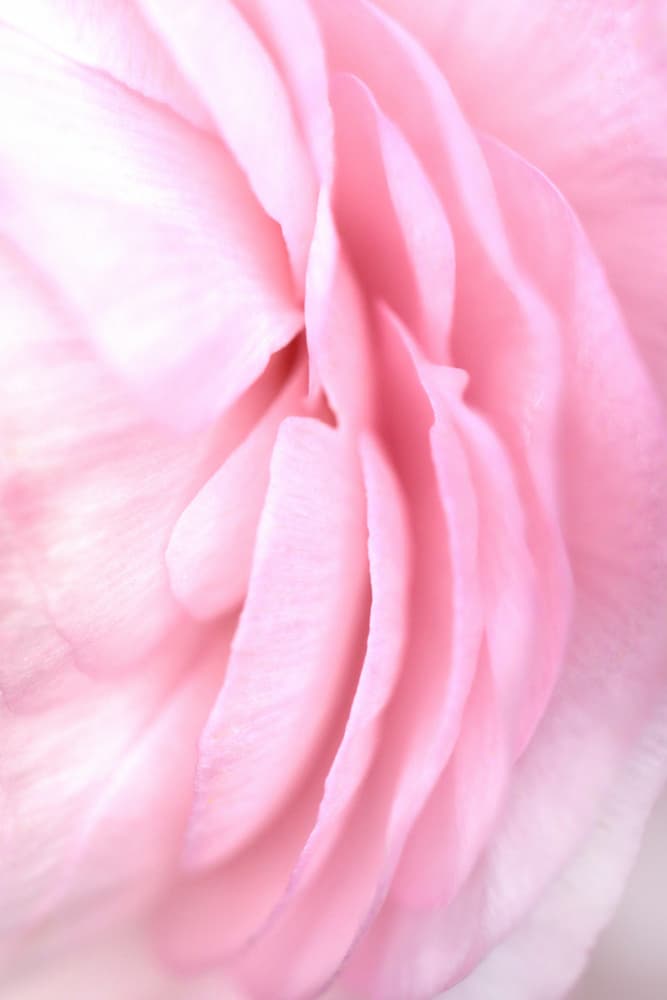 Soft Pink Petals by Rosana Laiz Blursbyai — canvas wall art
