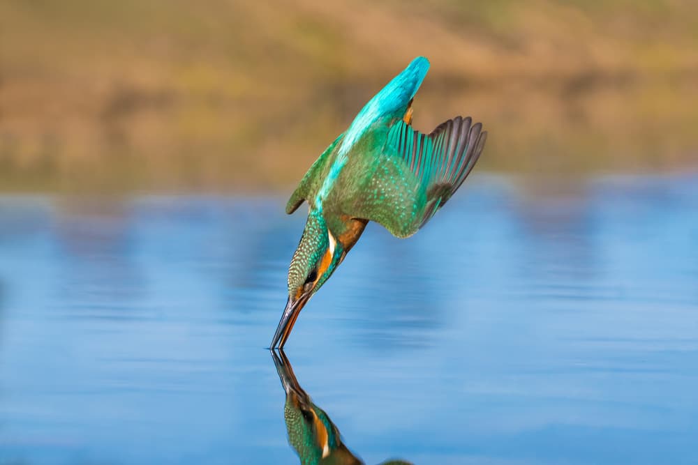 Vibrant Kingfisher Dive by Petar Sabol — canvas wall art