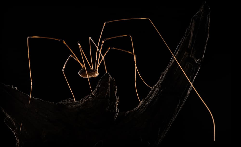 Golden Daddy Longlegs by Victor Mozqueda — canvas wall art