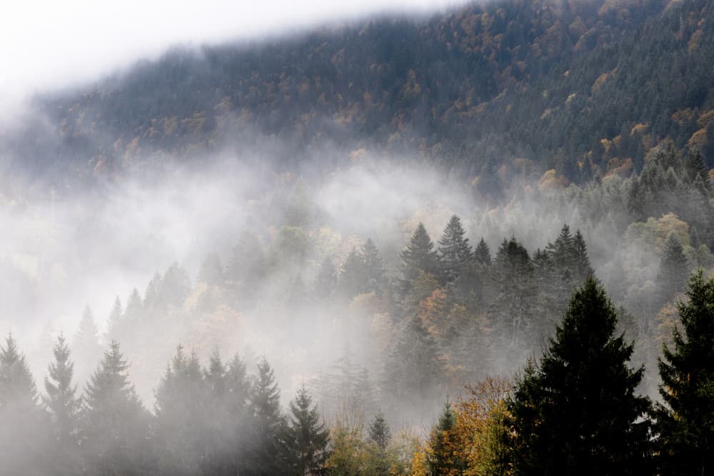 Foggy Woods 9 by Mareike Böhmer — canvas wall art
