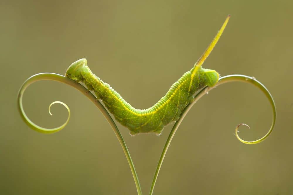 Green Caterpillar on Tendril by Abdul Gapur Dayak — canvas wall art