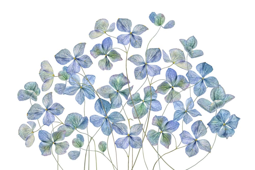 Hydrangea by Mandy Disher — canvas wall art