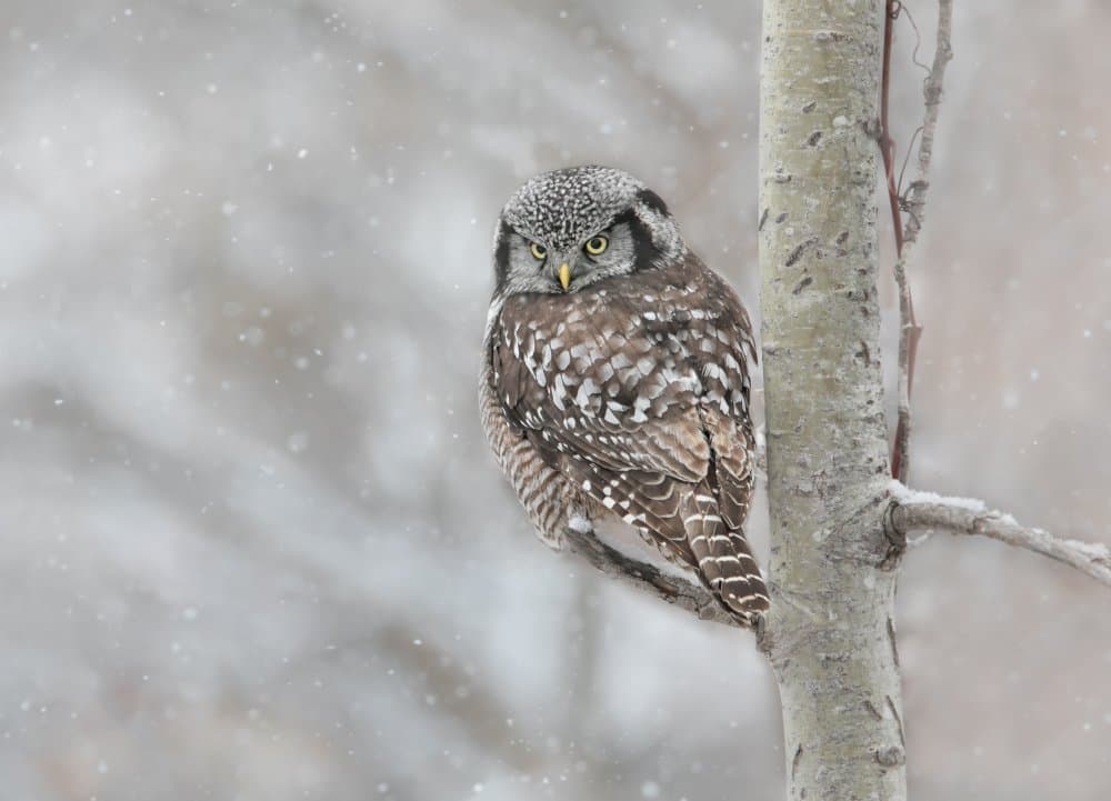 Snowy Forest Owl by Jasmine Suo — canvas wall art