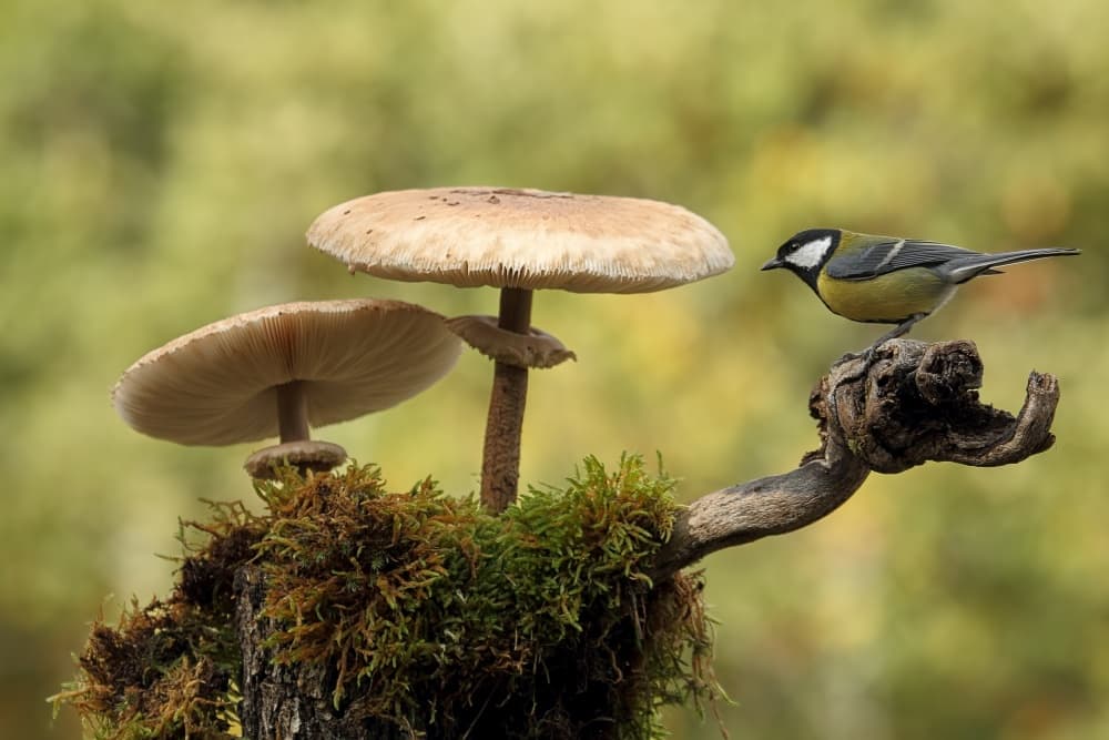 Great Tit and Mushrooms by Nicolás Merino — canvas wall art