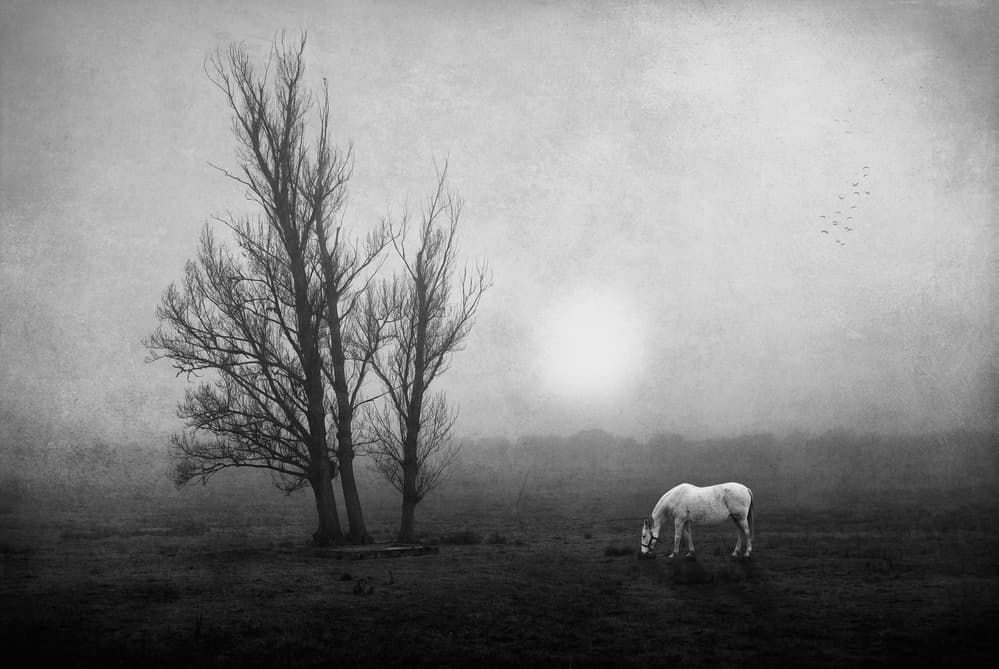 White Horse Winter Mist by Jose C. Lobato — canvas wall art