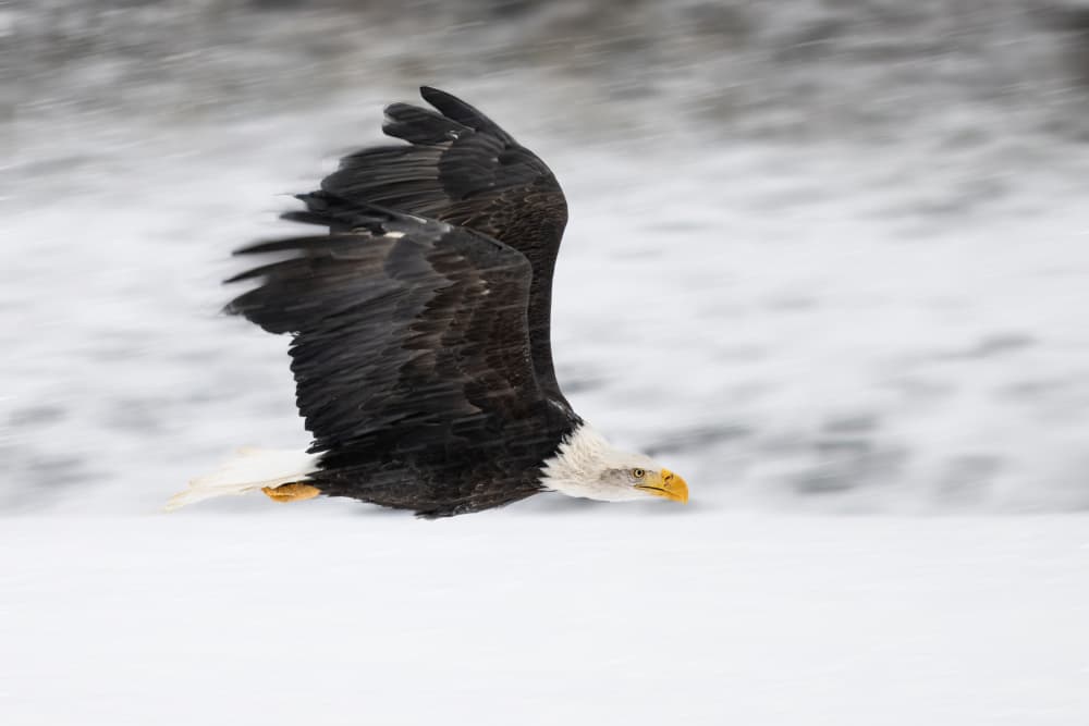 Bald Eagle Winter Flight by Chao Feng 天馬 — canvas wall art