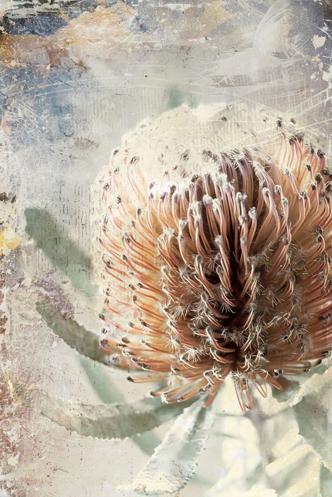 Textured Banksia Flower by Rafal Kulik — canvas wall art