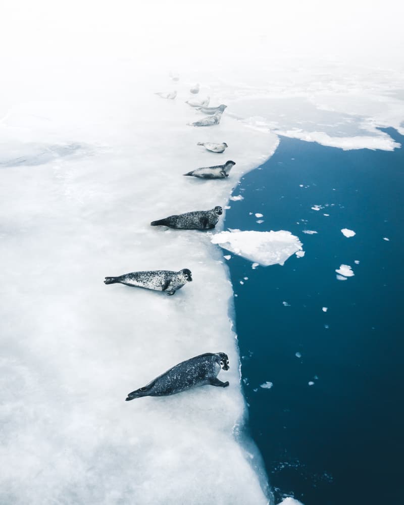 Seals Along Ice Edge by Witold Ziomek — canvas wall art