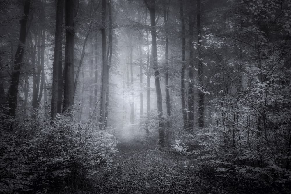 Misty Forest Path by Norbert Maier — canvas wall art