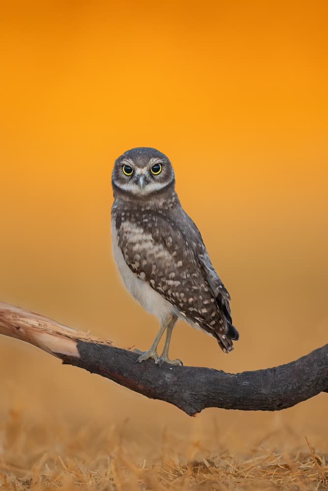 Burrowing Owl Golden Hour by Bill Lu — canvas wall art