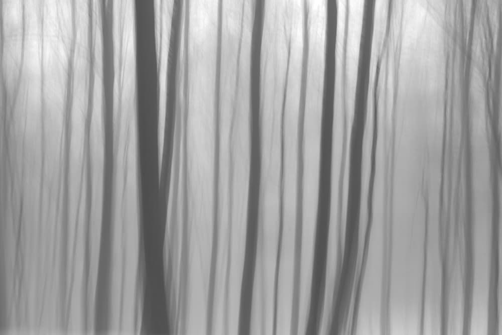 Monochrome Forest Abstract by Bilge Paksoylu — canvas wall art