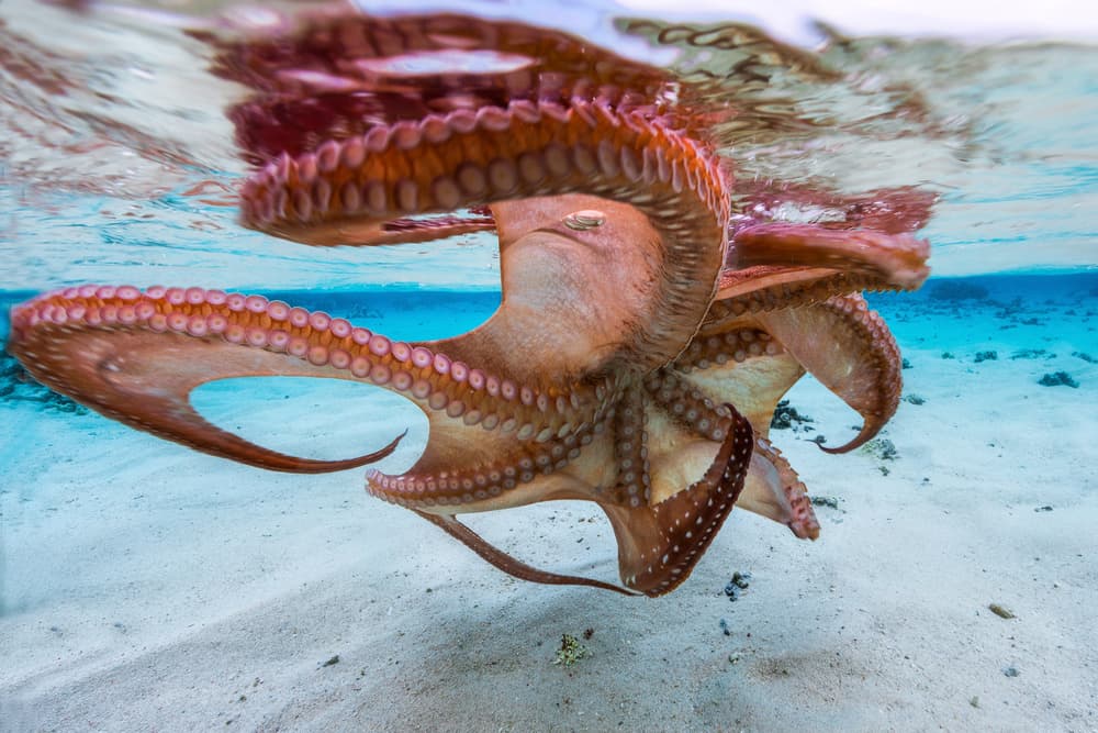 Octopus Under Surface by Barathieu Gabriel — canvas wall art