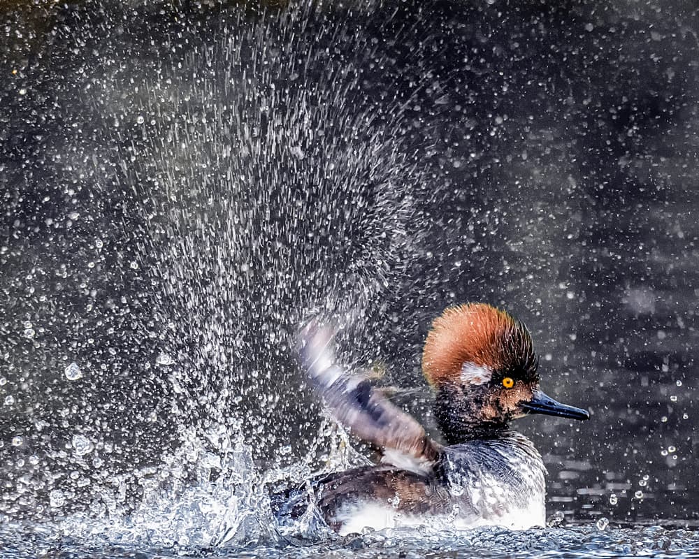 Energetic Duck Splash by David H Yang — canvas wall art