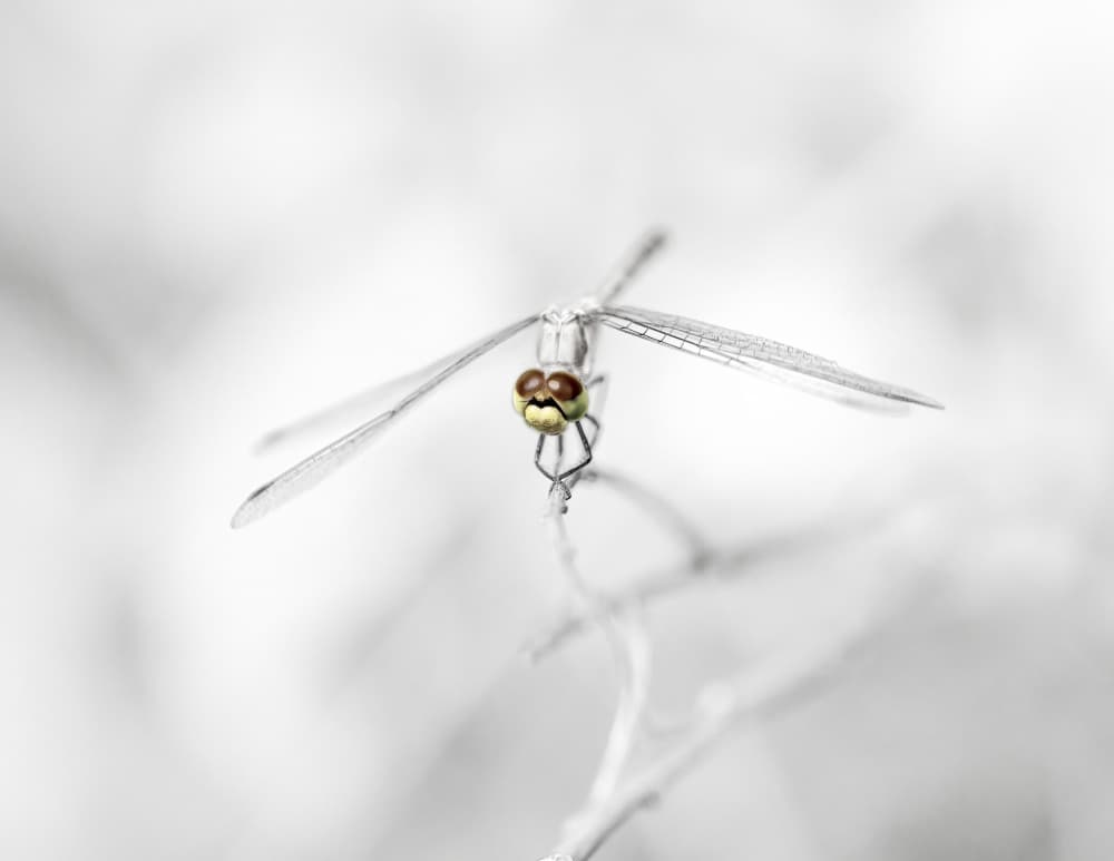 Vivid Dragonfly Gaze by Alex Zhao — canvas wall art