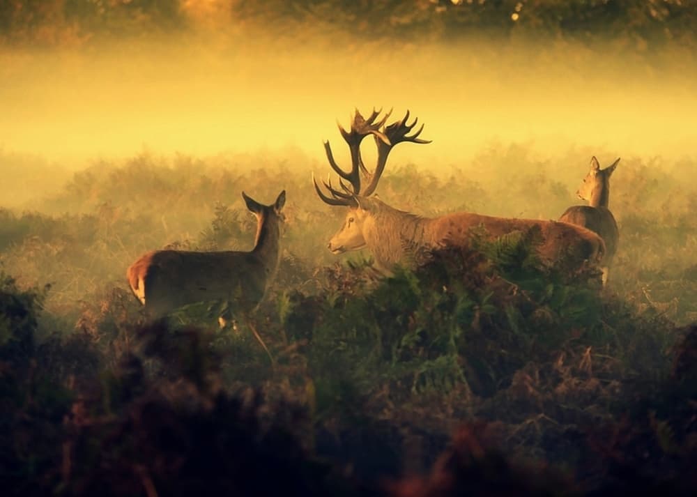 Majestic Stag Morning by Robert Fabrowski — canvas wall art