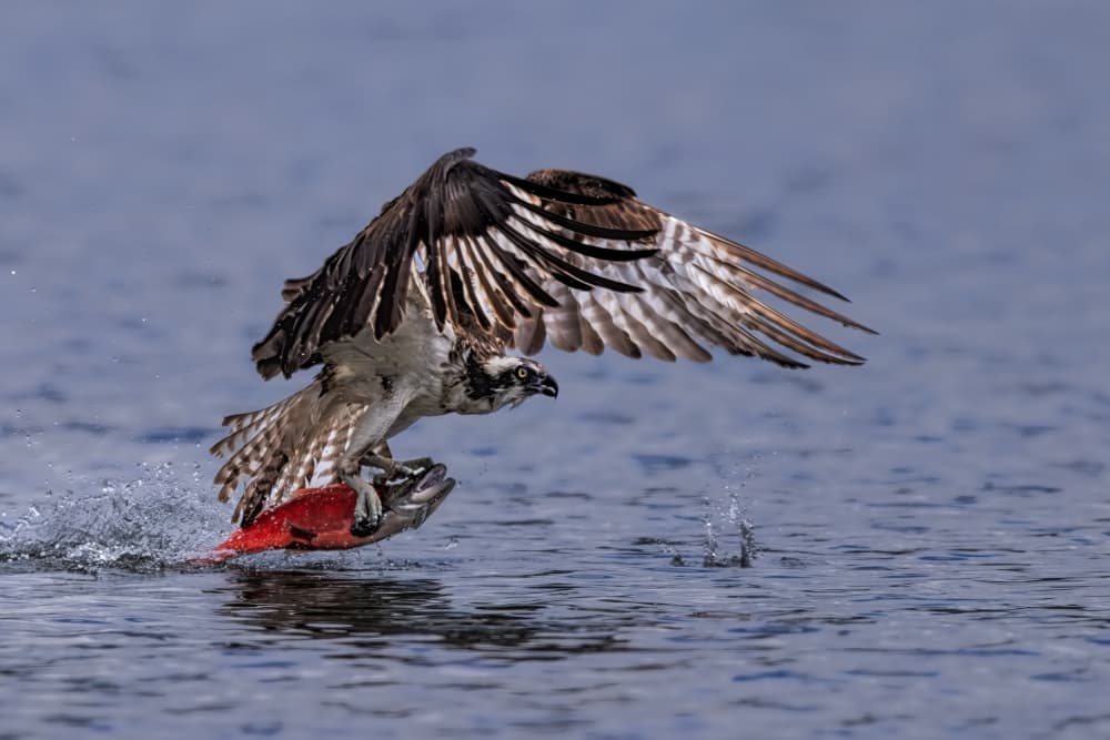 Majestic Osprey Catch by Jun Zuo — canvas wall art