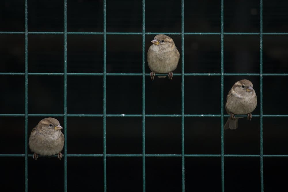 Three Little Sparrows by Nazim Tetik — canvas wall art