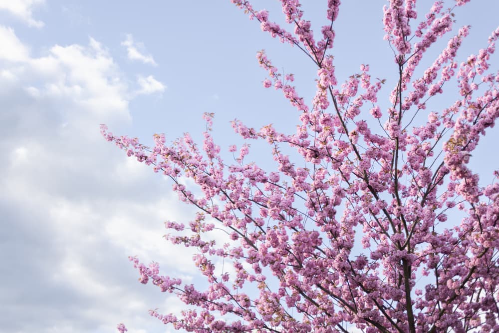 Colorful Spring 12 by Mareike Böhmer — canvas wall art