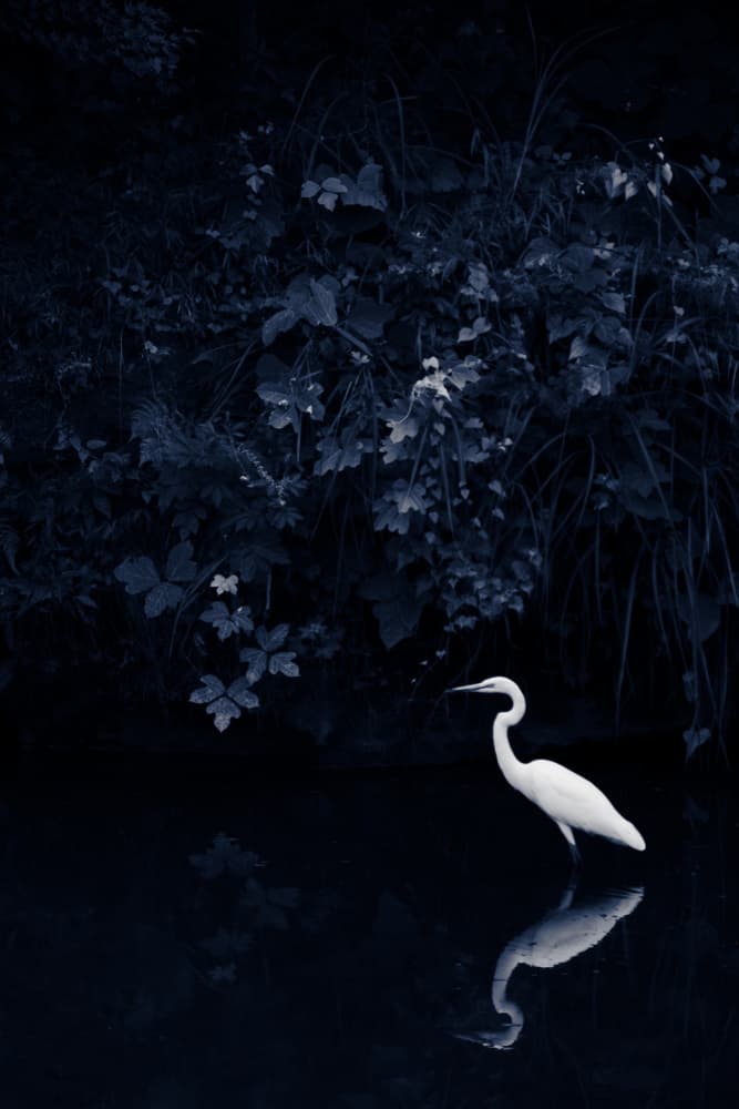 Egret In Dark Water by 市岡弘光 — canvas wall art
