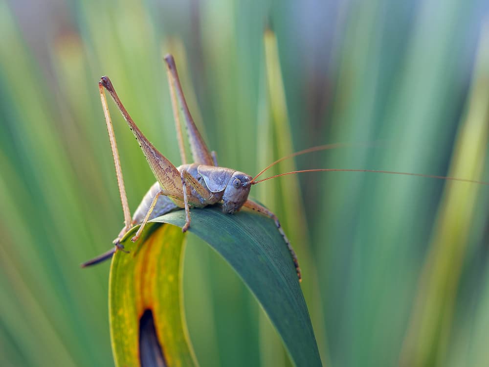 Green Grasshopper Macro by Thierry Dufour — canvas wall art
