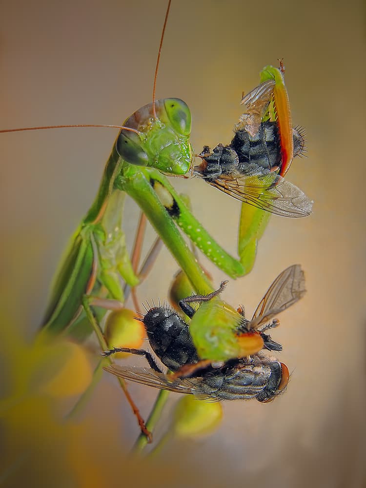 Green Mantis's Meal by Jimmy Hoffman — canvas wall art