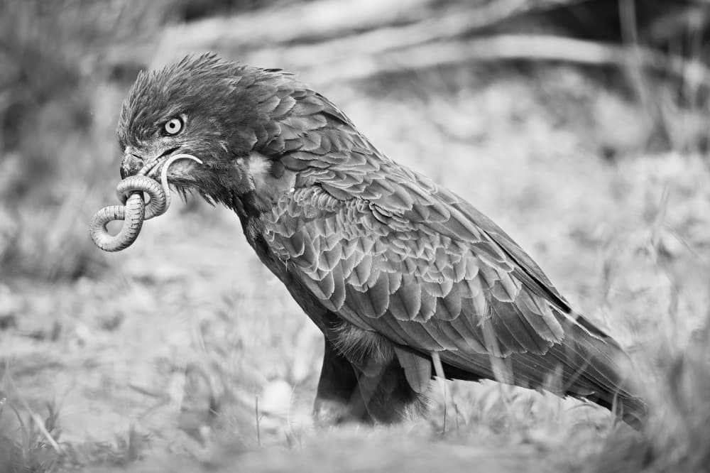 Fierce Eagle With Snake by Marco Pozzi — canvas wall art