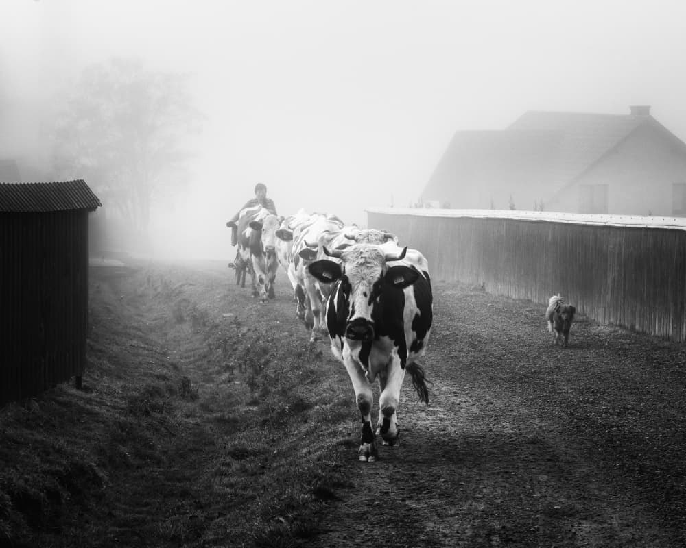 Misty Morning Herd by Sebastian Prioteasa — canvas wall art