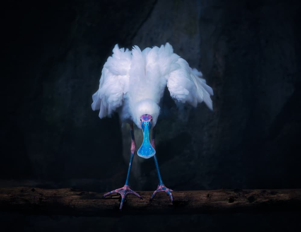 Spoonbill's Vivid Portrait by Alex Zhao — canvas wall art