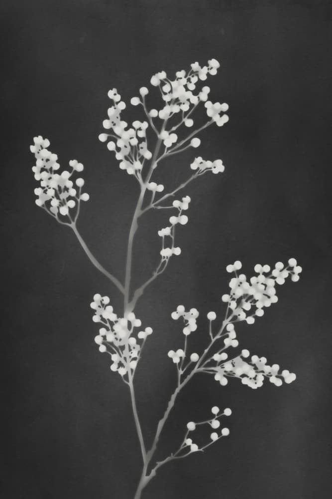 Delicate Botanical Sprig by amini54 — canvas wall art
