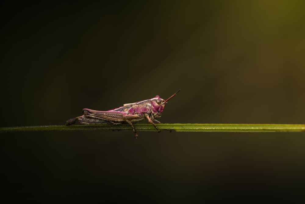 Pink Grasshopper Perched by Magnus Renmyr — canvas wall art