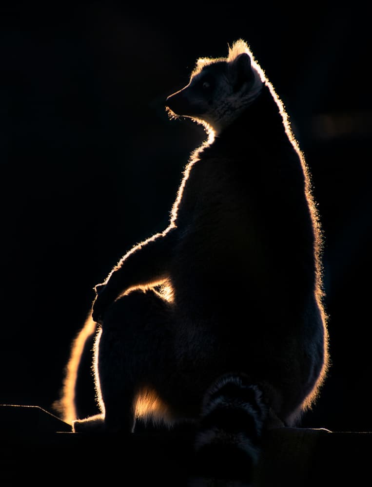 Golden Coati Silhouette by Santiago Pascual Buye — canvas wall art