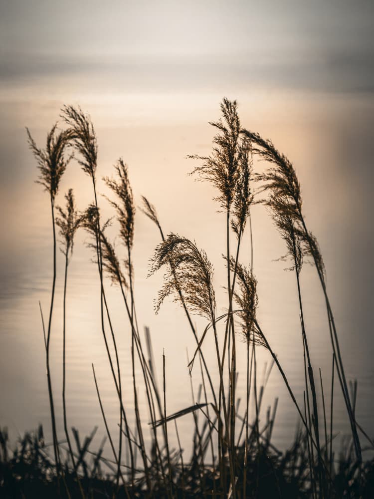 Golden Hour Reeds by Stephanie Klatt — canvas wall art