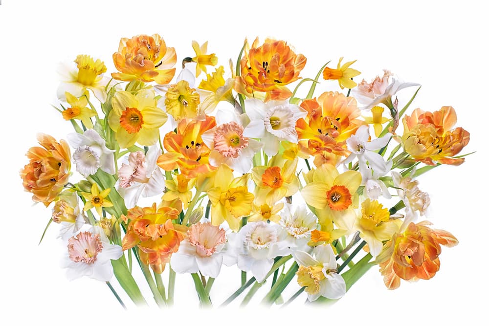 Vibrant Spring Bouquet by Jacky Parker — canvas wall art