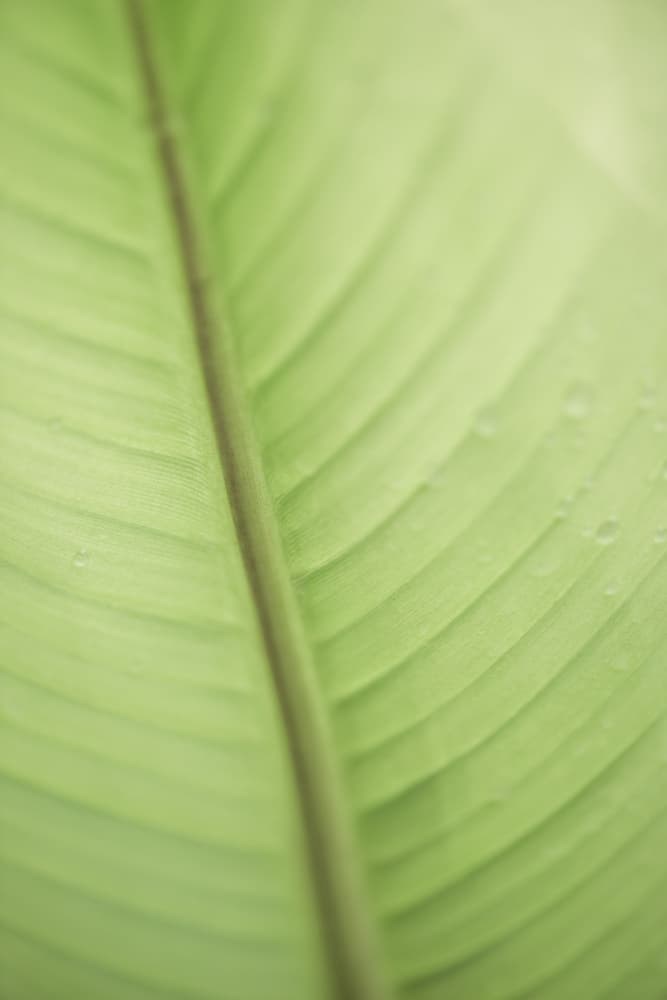 Fresh Green Leaf by Lynann Colligan — canvas wall art