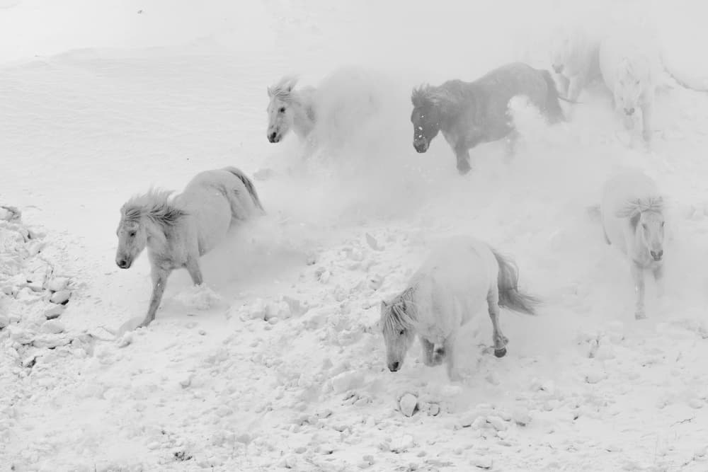 Galloping Snow Horses by Mei Hu — canvas wall art