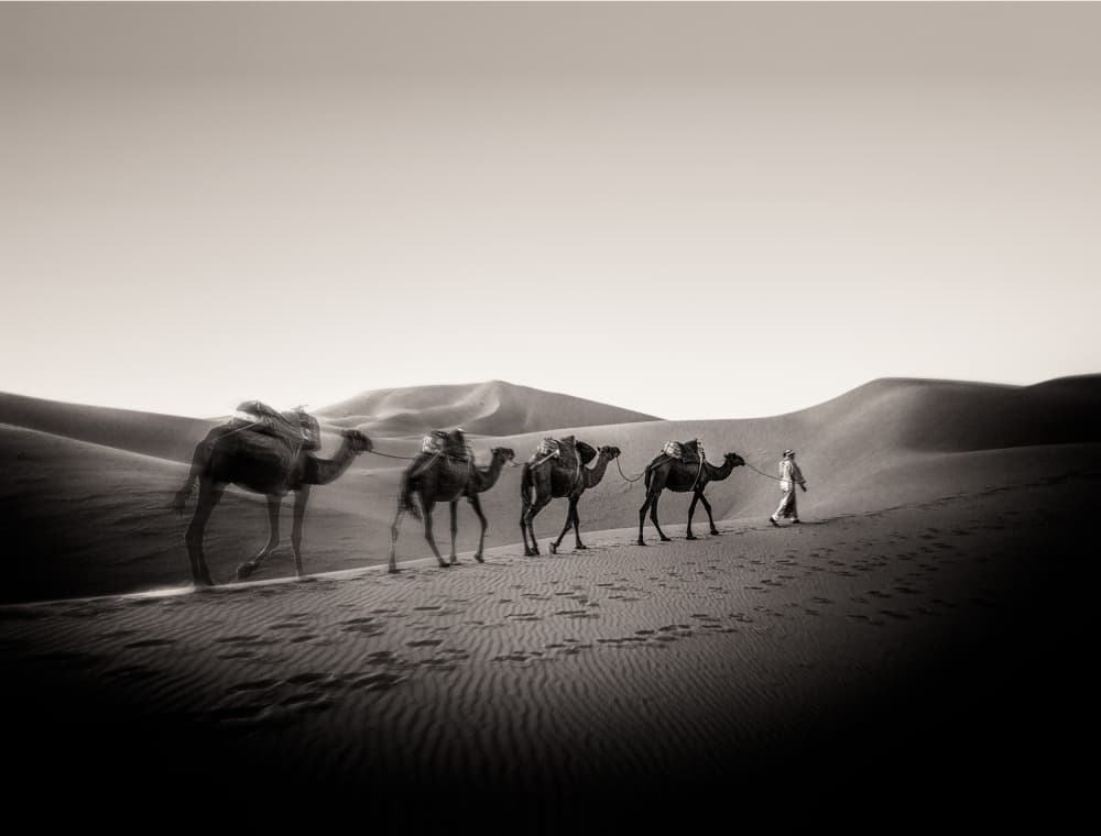 Desert Camel Caravan by Murray Sye — canvas wall art
