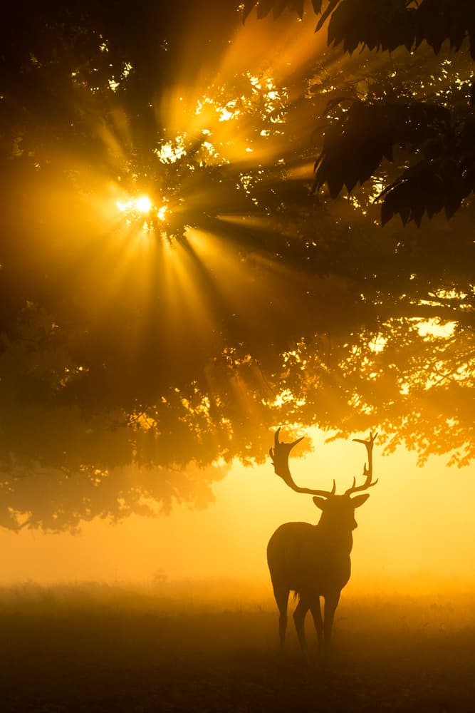 Majestic Golden Stag by Kutub Uddin — canvas wall art