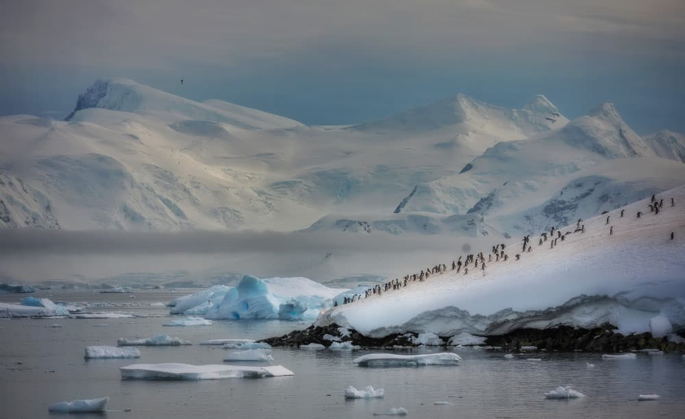 Penguins on Snowy Peaks by Chong Q. Wu — canvas wall art