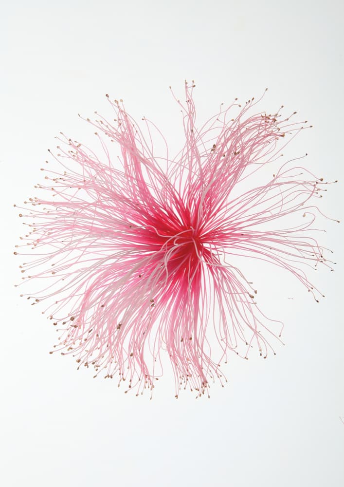 Floral Fireworks by Shot by Clint — canvas wall art