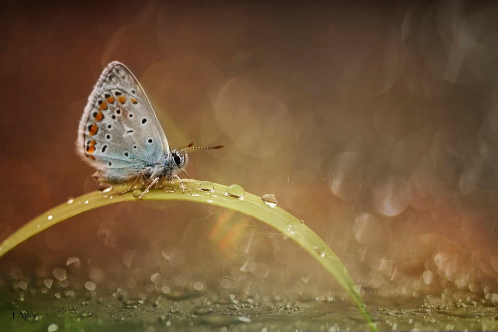 Morning Dew Butterfly by Jana Ajlec — canvas wall art
