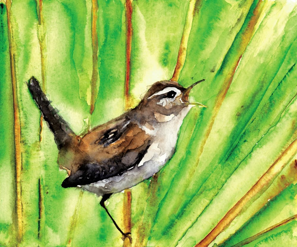 Singing Marsh Wren by RodMacIver — canvas wall art