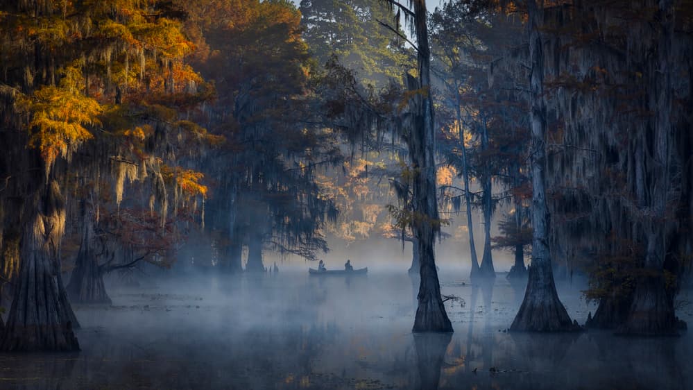 Misty Morning Cypress Swamp by Michael Zheng — canvas wall art