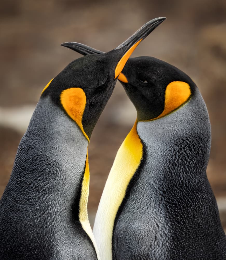 Loving King Penguins by Chong Q. Wu — canvas wall art