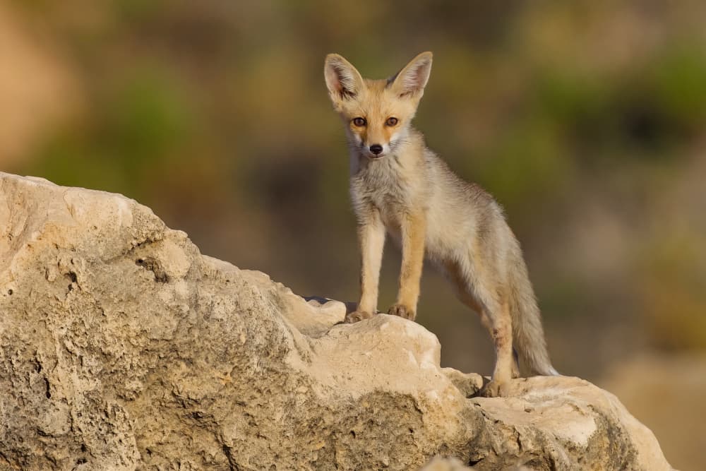 Young Desert Fox by David Manusevich — canvas wall art