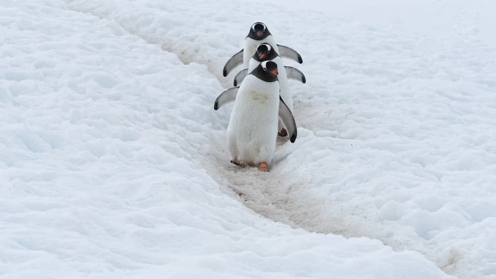 Antarctic Penguin March by kahi — canvas wall art