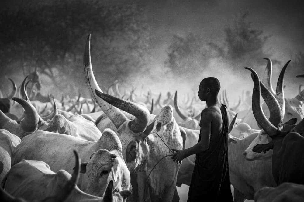 Boy Among Horned Cattle by Svetlin Yosifov — canvas wall art