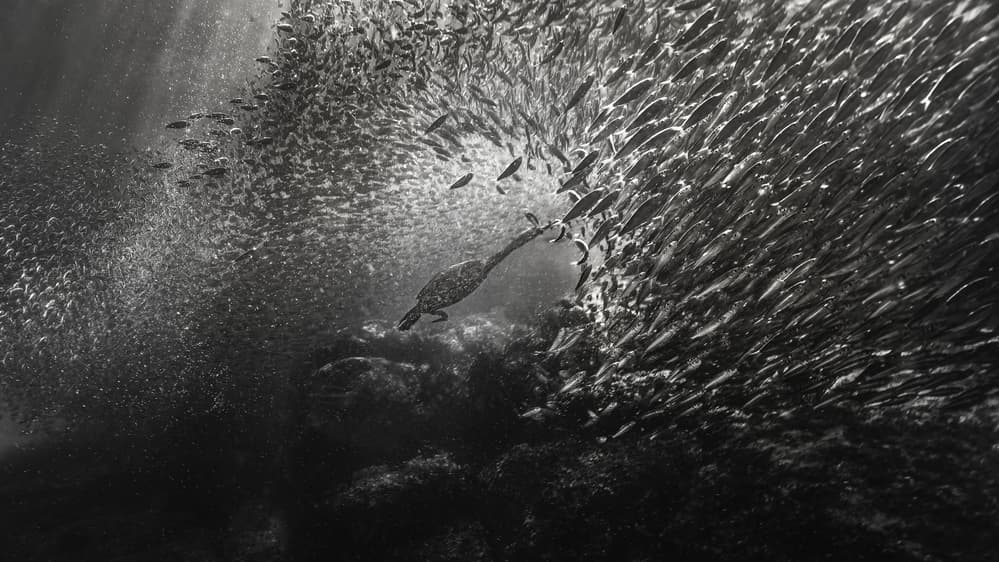 Cormorant Hunting Bait Ball by Jennifer Lu — canvas wall art