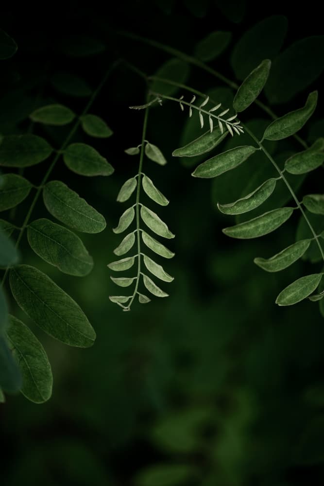 Dark Leaves 17 by Mareike Böhmer — canvas wall art