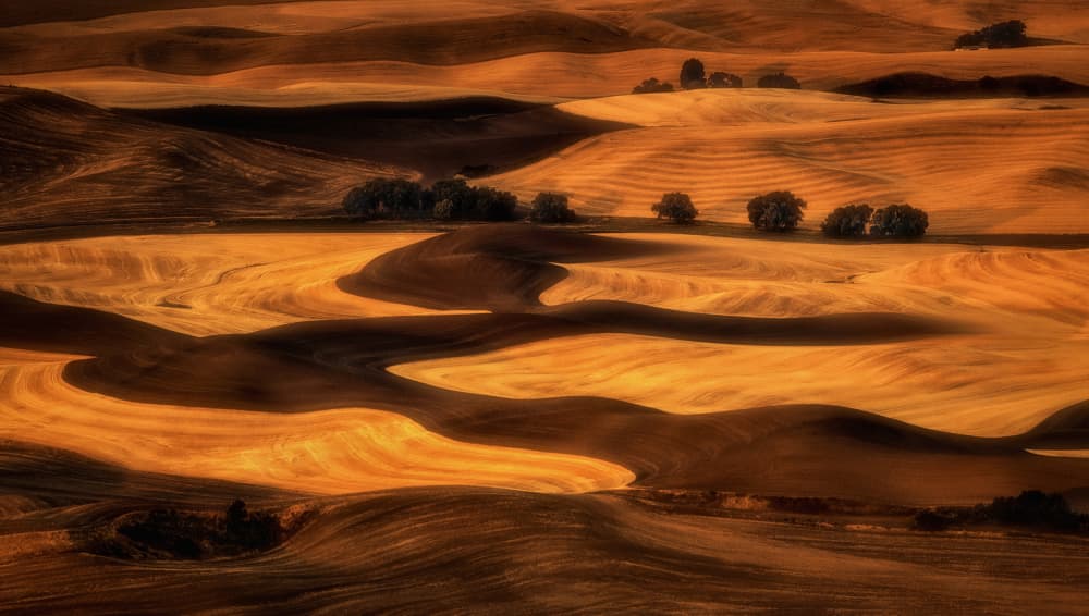Golden Rolling Hills by Joanna W — canvas wall art