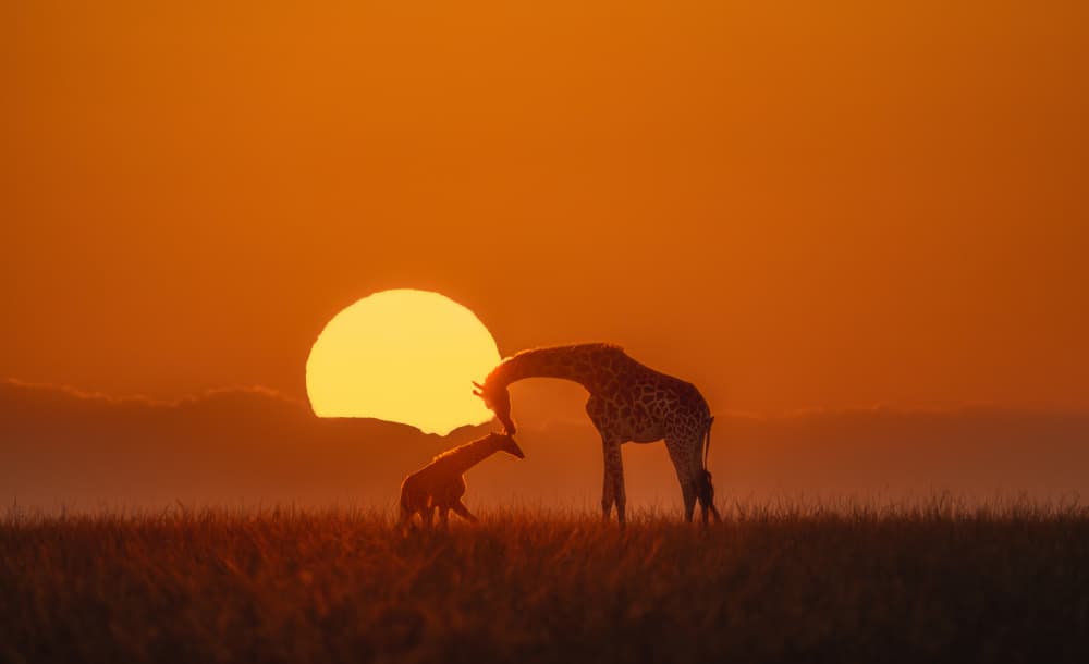 Mother Baby Giraffe Sunset by MIN LI — canvas wall art